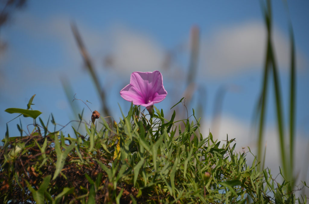 Salt Marsh Morning Glory