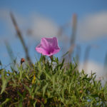 Salt Marsh Morning Glory