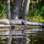 Smilin' Gator