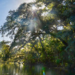 Sun through Trees - Blue Springs Run