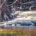 Suwannee River Alligator