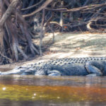 Suwannee River Alligator