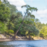 Suwannee River Cypress