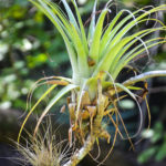 Tillandsia - Bromeliad - Haw Creek