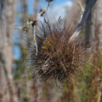 Tillandsia spp - Crawford Creek