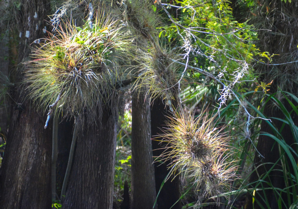 Tillandsia spp - Haw Creek