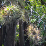 Tillandsia spp - Haw Creek