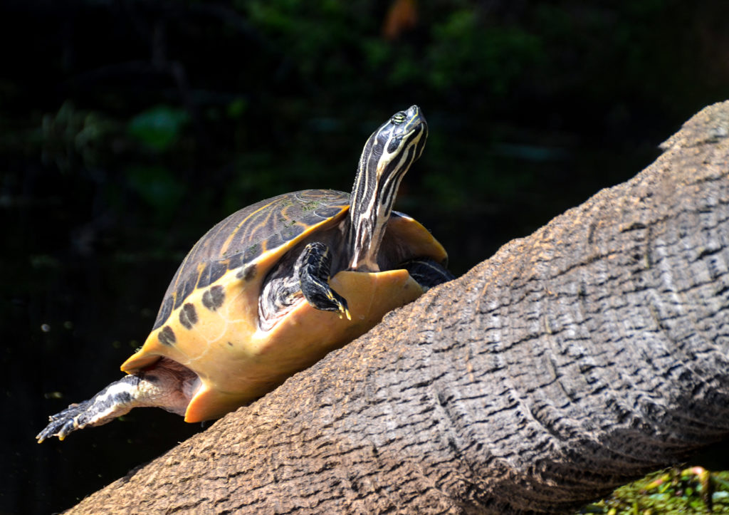 Turtle - Blue Springs Run