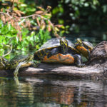 Turtle Family - Rainbow River