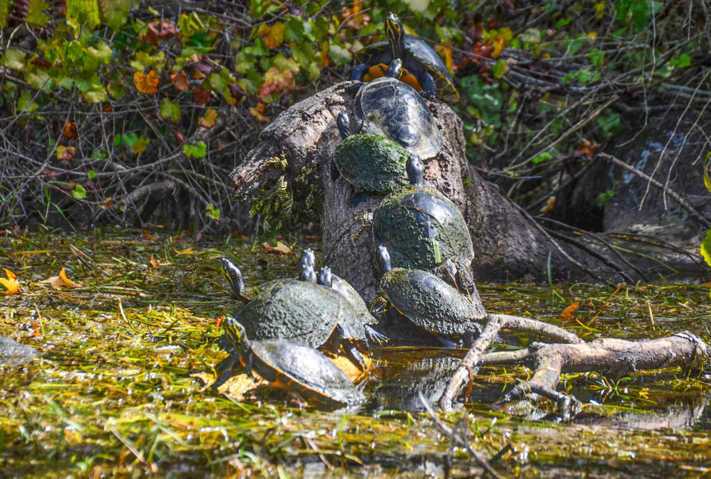 Turtles - Rainbow River