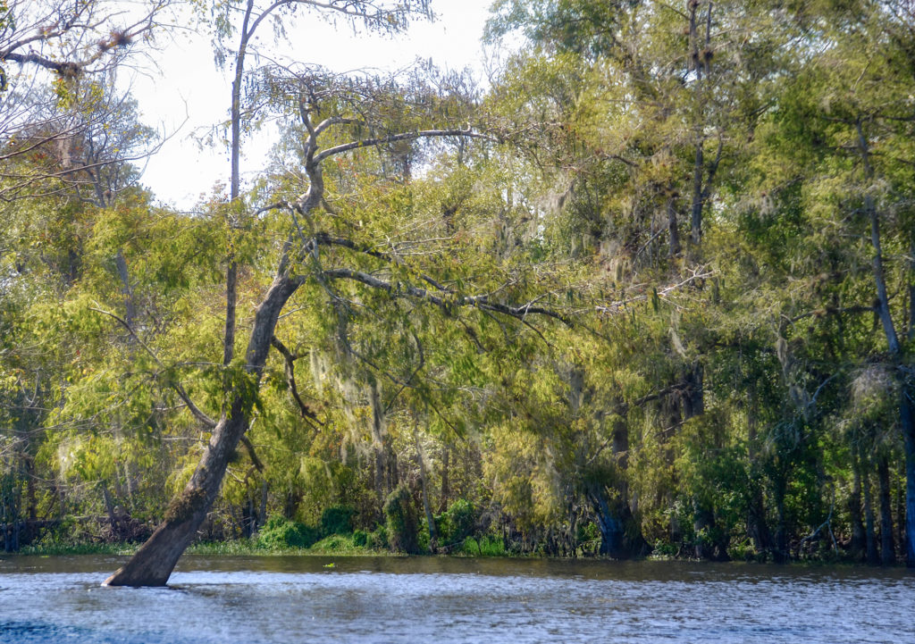 Unique Tree on Dead River