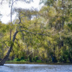 Unique Tree on Dead River