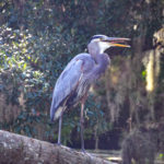 Wiggle Tongue Heron