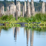 A Large Ocklawaha Gator