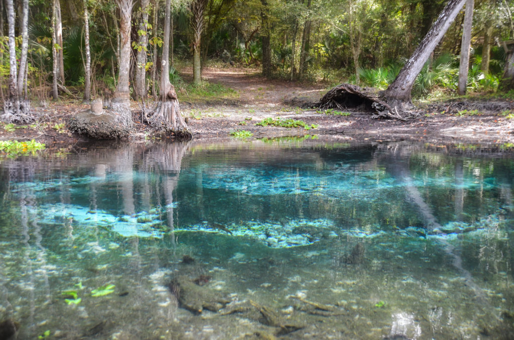 Canon Springs - Ocklawaha River