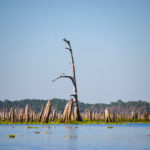 Cypress Graveyard