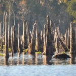 Cypress Memorials