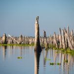 Cypress Sentinels