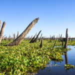 Cypress Stalagtites - Ocklawaha River