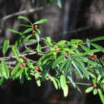 Red Berried Tree - St Marys River