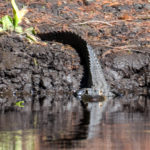 Gator on the Ocklawaha Rive