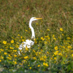 Heron and Tickseed Sunflower