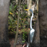 White Heron in the Shadows