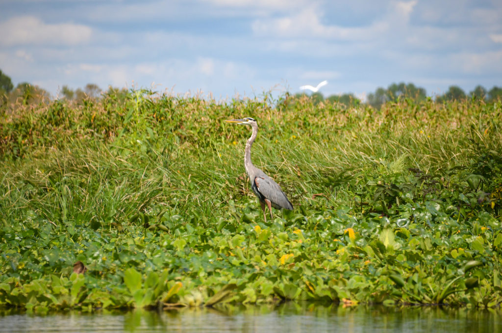 Heron on the Ocklawaha River