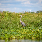 Heron on the Ocklawaha River