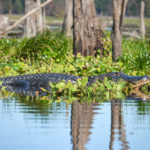 Large Ocklawaha Gator