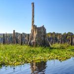 Large Old Cypress Stump