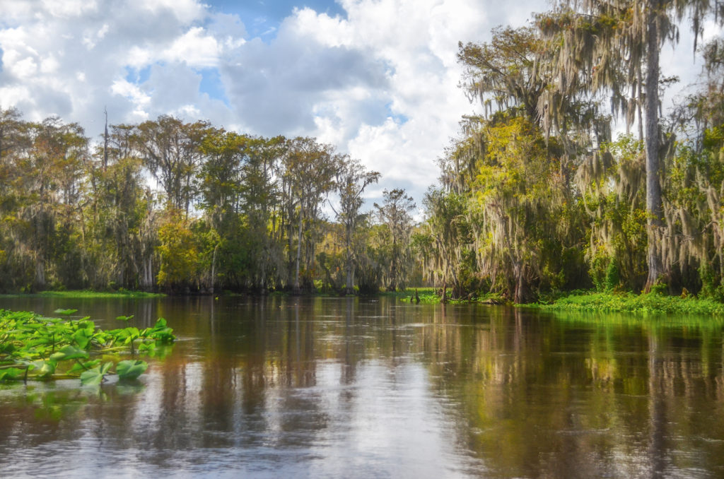 Ocklawaha River Cypress