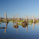 Ocklawaha Dead Cypress