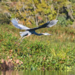 Ocklawaha Heron