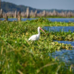 Ocklawaha Ibis