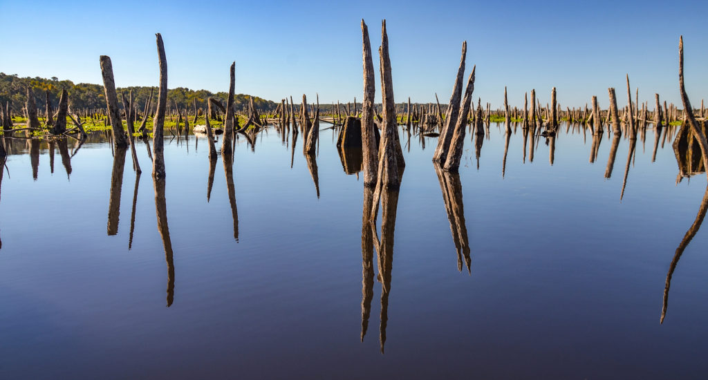 Ocklawaha Reflection