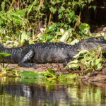 Ocklawaha River Gator