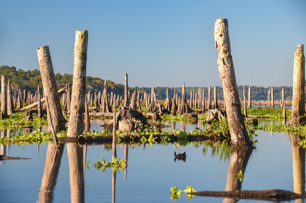 Old Ocklawaha Shoreline