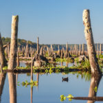 Old Ocklawaha Shoreline