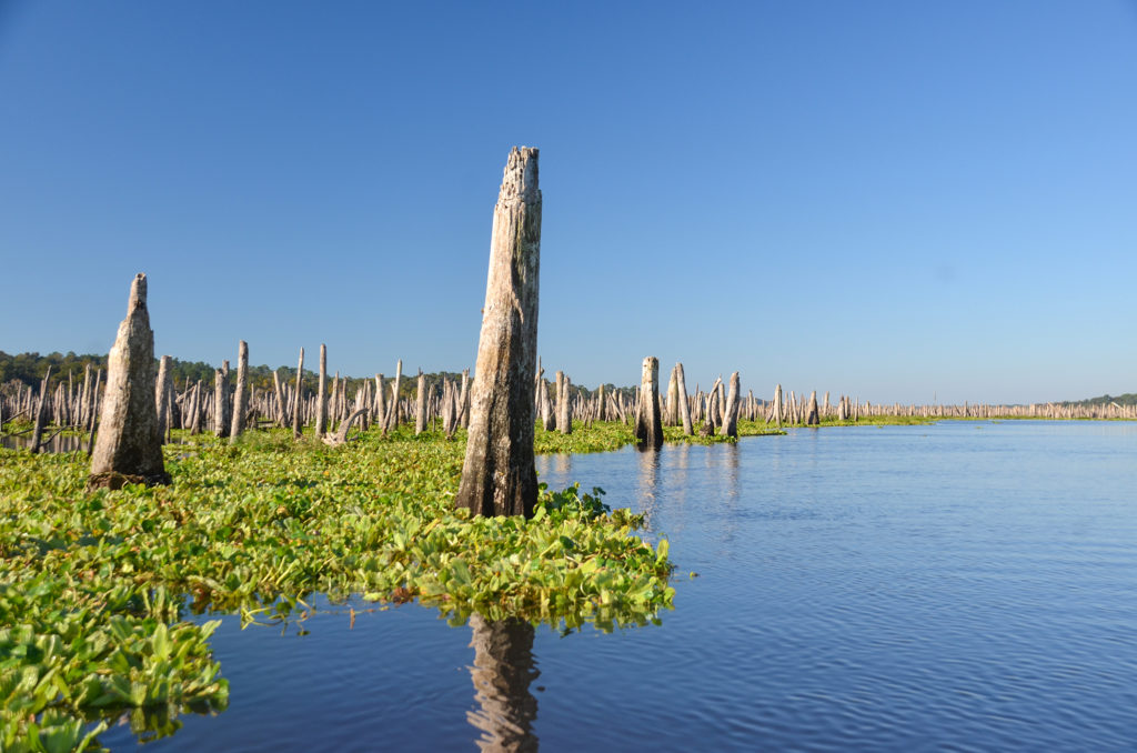 Original Ocklawaha Shoreline