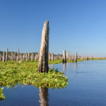 Original Ocklawaha Shoreline