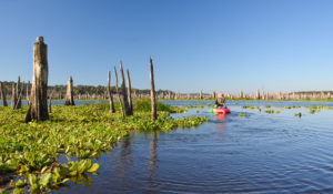 Paddling the Original Ocklawaha Channel