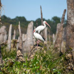 Ocklawaha Ibis