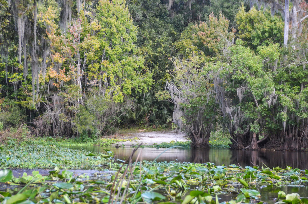 Rest Stop - Ocklawaha River