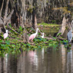 Roseastte Spoonbill, Ibis, Blue Heron