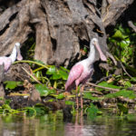 Roseate Spoonbills