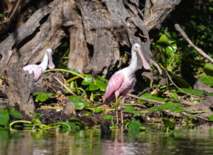 Roseate Spoonbills