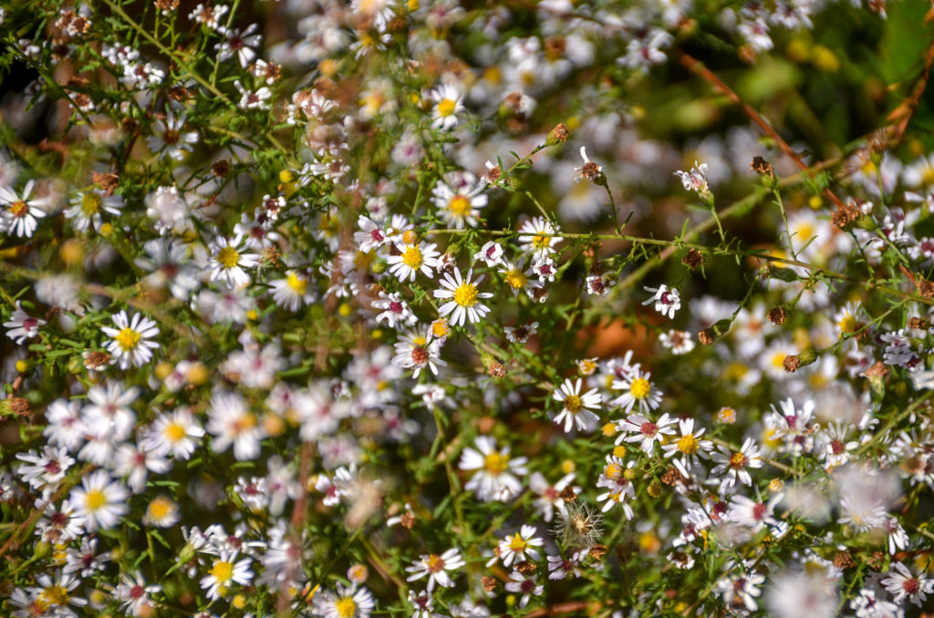 Small White American Aster