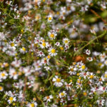 Small White American Aster - Symphyotrichum racemosum