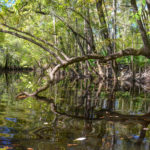 Spanish Creek